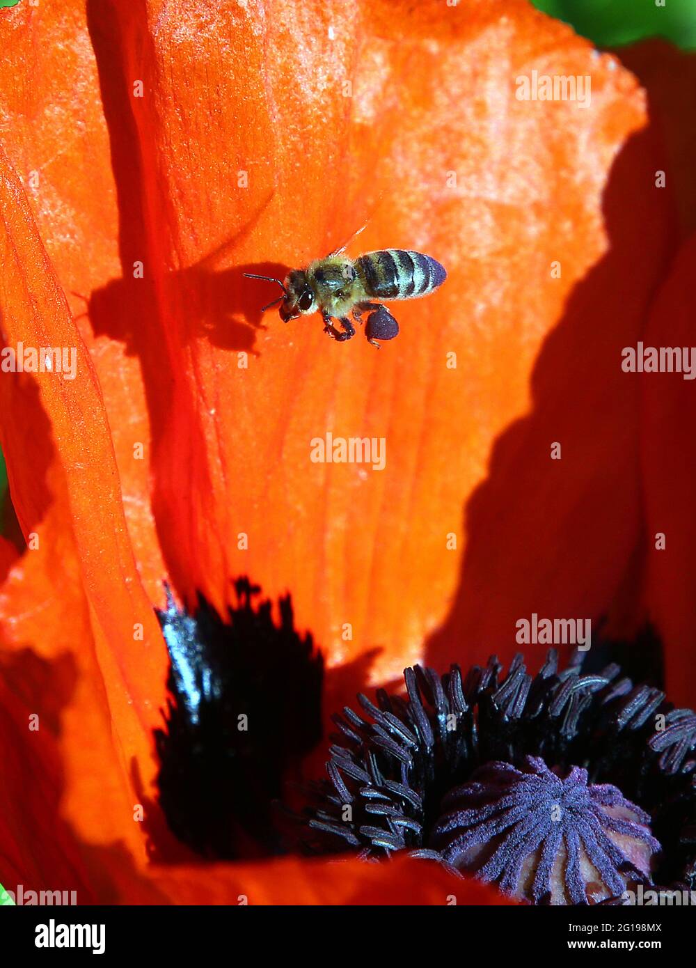 06 June 2021, Berlin: A honey bee with bulging purple pollen pouches flies over the inflorescence of a corn poppy in the morning sun. The pollination of flowers by honey bees is important for agriculture, making them one of the most important farm animals. Like some other bee species, the honey bee is also a state-forming flying insect. Photo: Wolfgang Kumm/dpa Stock Photo