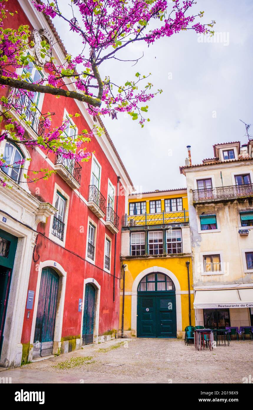 Typical colorful houses of Alfama in Lisbon, Portugal and blooming pink