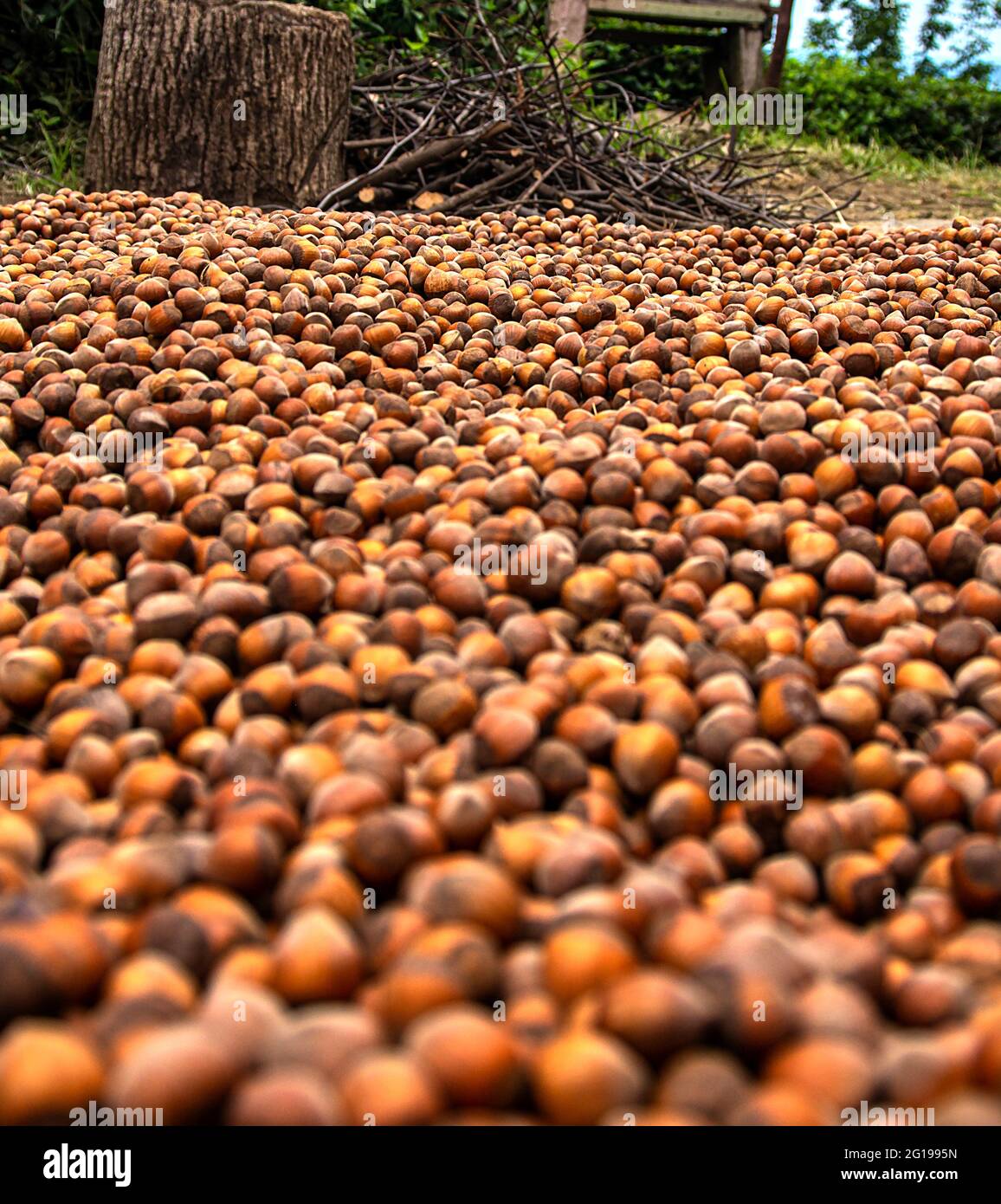 In the Black Sea, hazelnuts are laid in the gardens and dried. Stock Photo