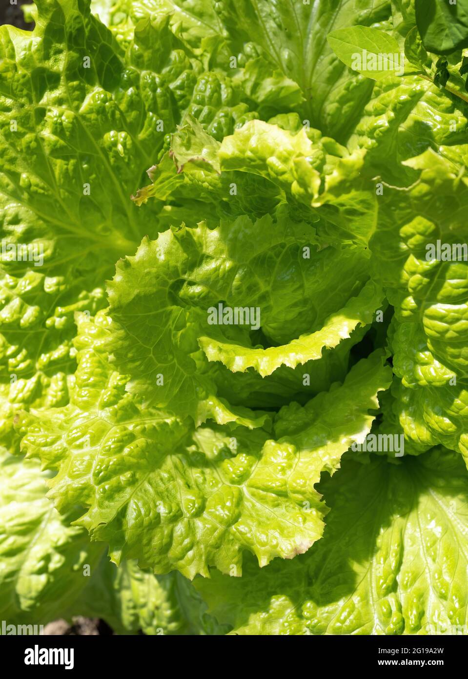 Fresh ripe head of lettuce cabbage (Lactuca sativa) with lots of leaves