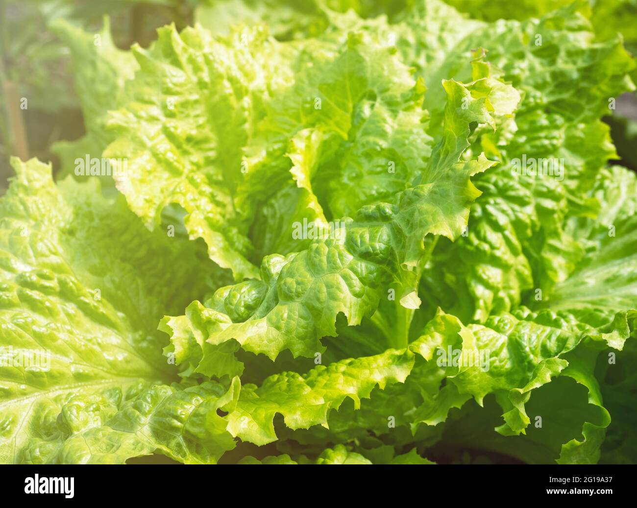 Fresh ripe head of lettuce cabbage (Lactuca sativa) with lots of leaves