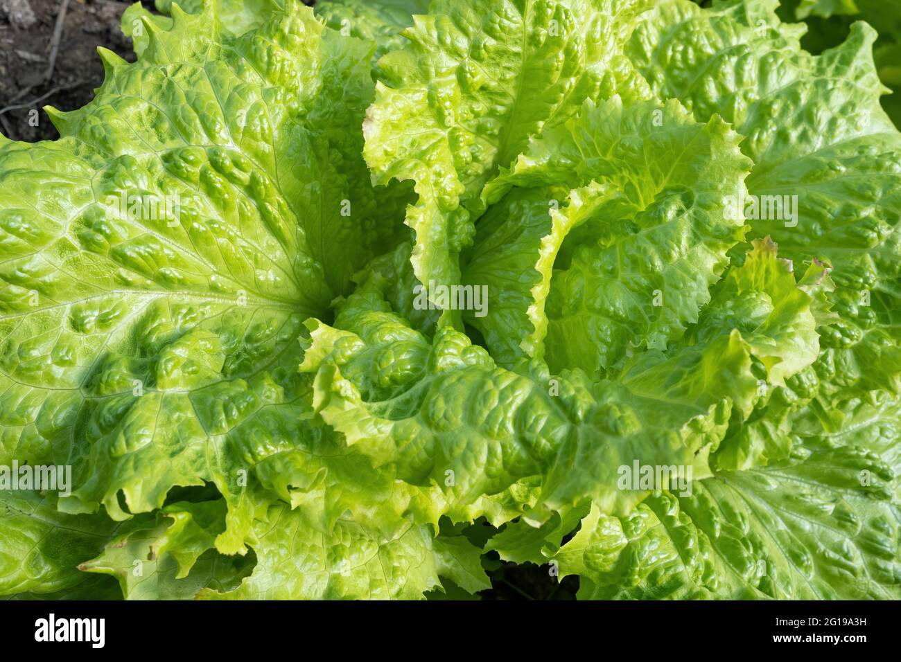 Growing cabbage with lettuce hires stock photography and images Alamy