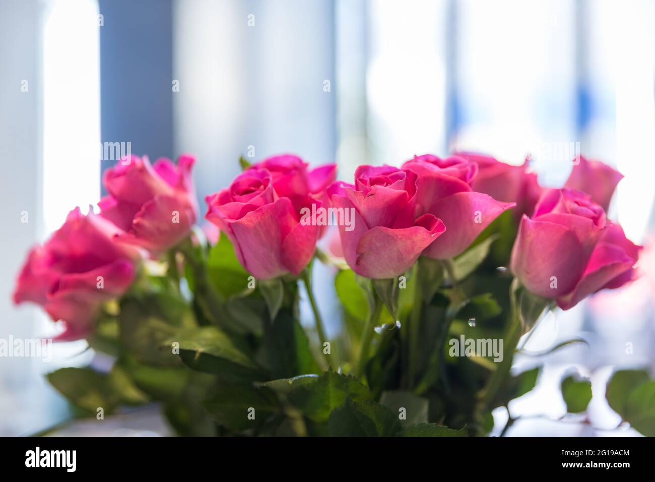 close up of a bouquet of pink roses Stock Photo