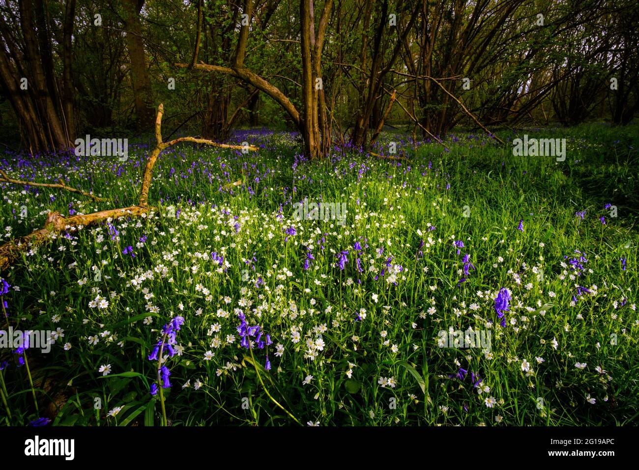 Bluebells & Daisies in Bubbenhall Wood, Warwickshire, UK Stock Photo