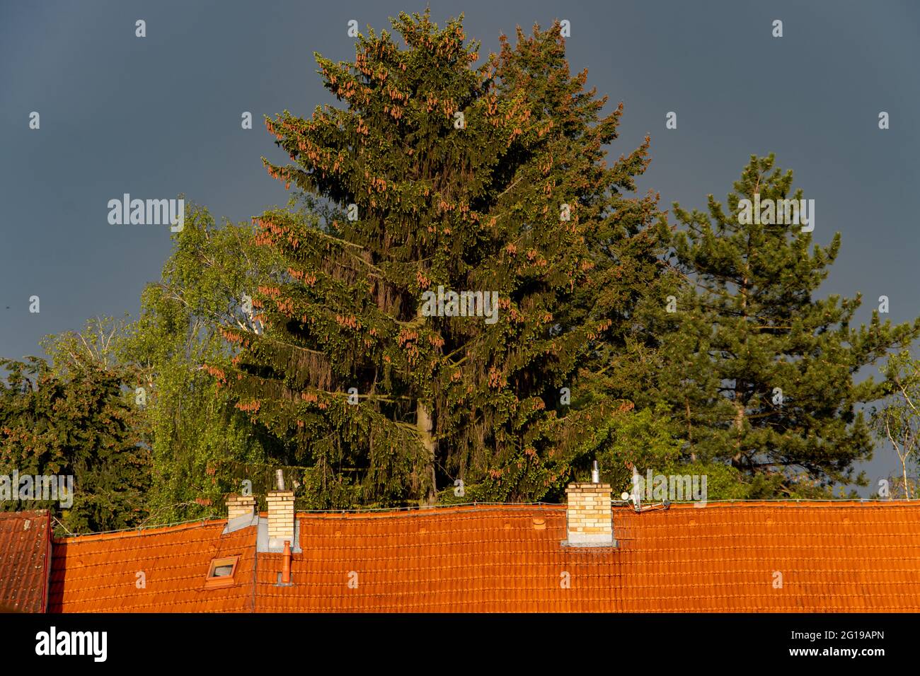 Dark sky with rain clouds over the roofs and conifers with cones Stock Photo