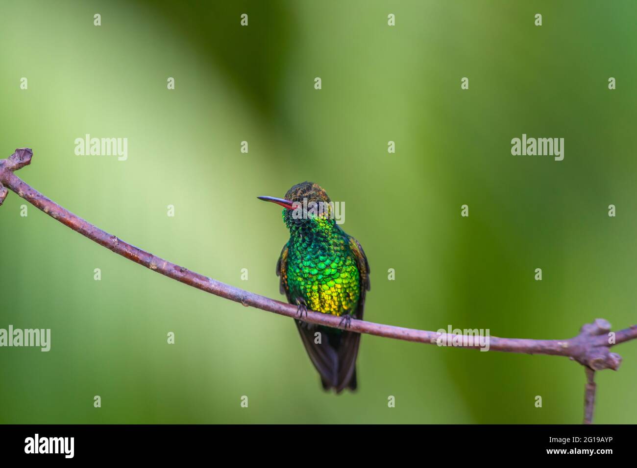 blue-chinned sapphire ,Chlorestes notata is a hummingbird  on the island of Roatan Stock Photo