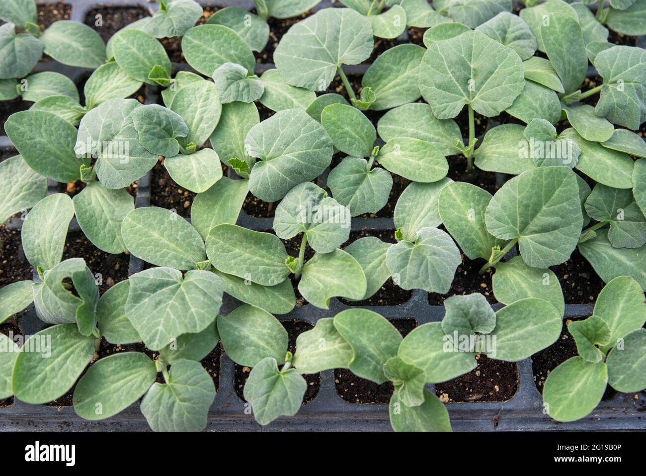 green vegetable squash seedlings in greenhouse potting trays Stock