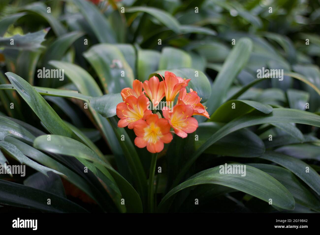 Beautiful clivia miniata flower and foliage native to in New Zealand Stock Photo