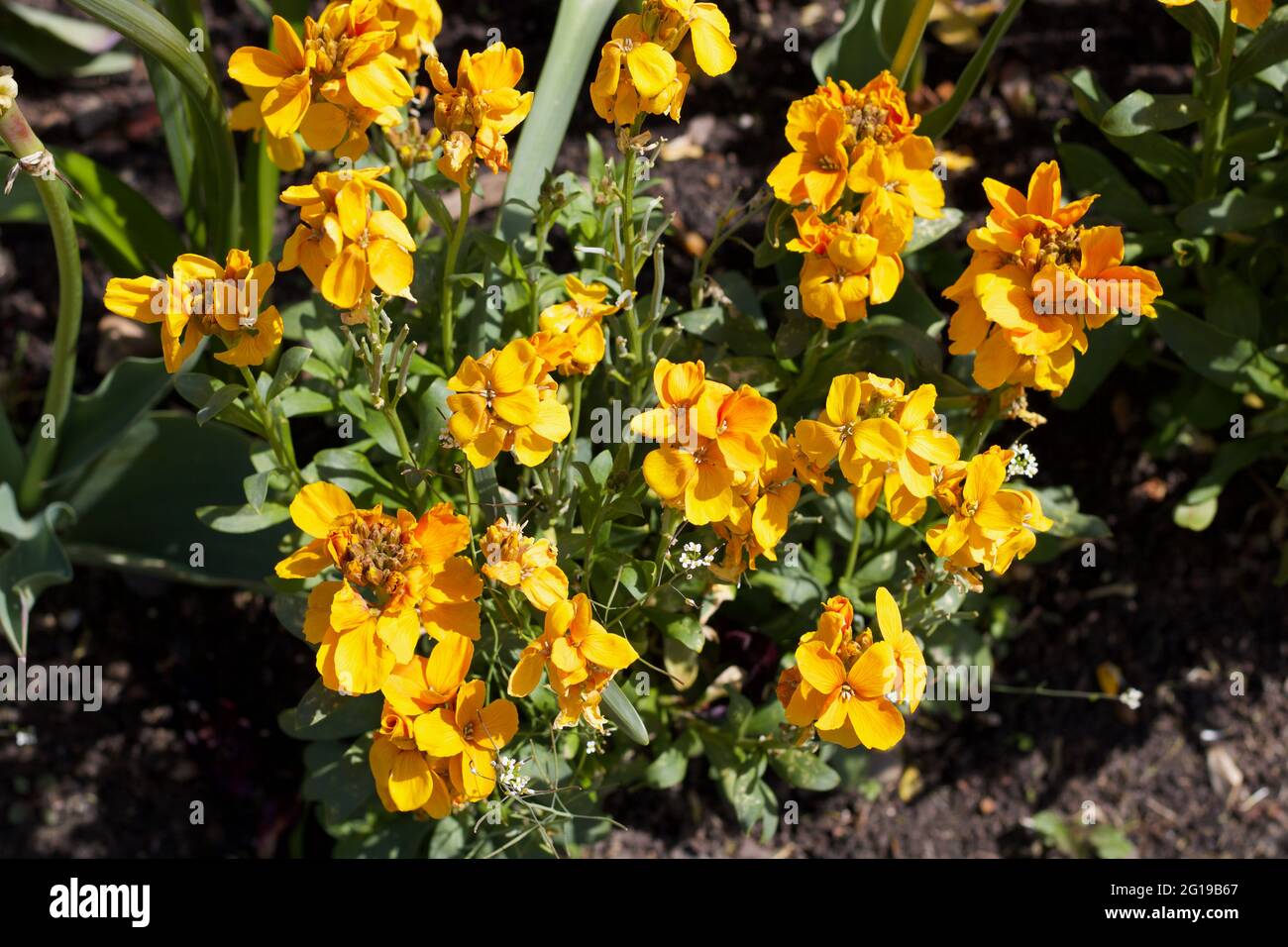Beautiful sunlit erysimum flowers and foliage in garden in spring Stock Photo