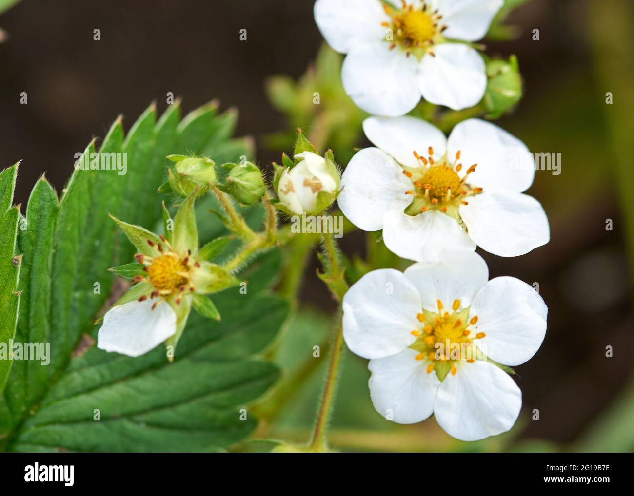 Strawberry shapes hi-res stock photography and images - Alamy