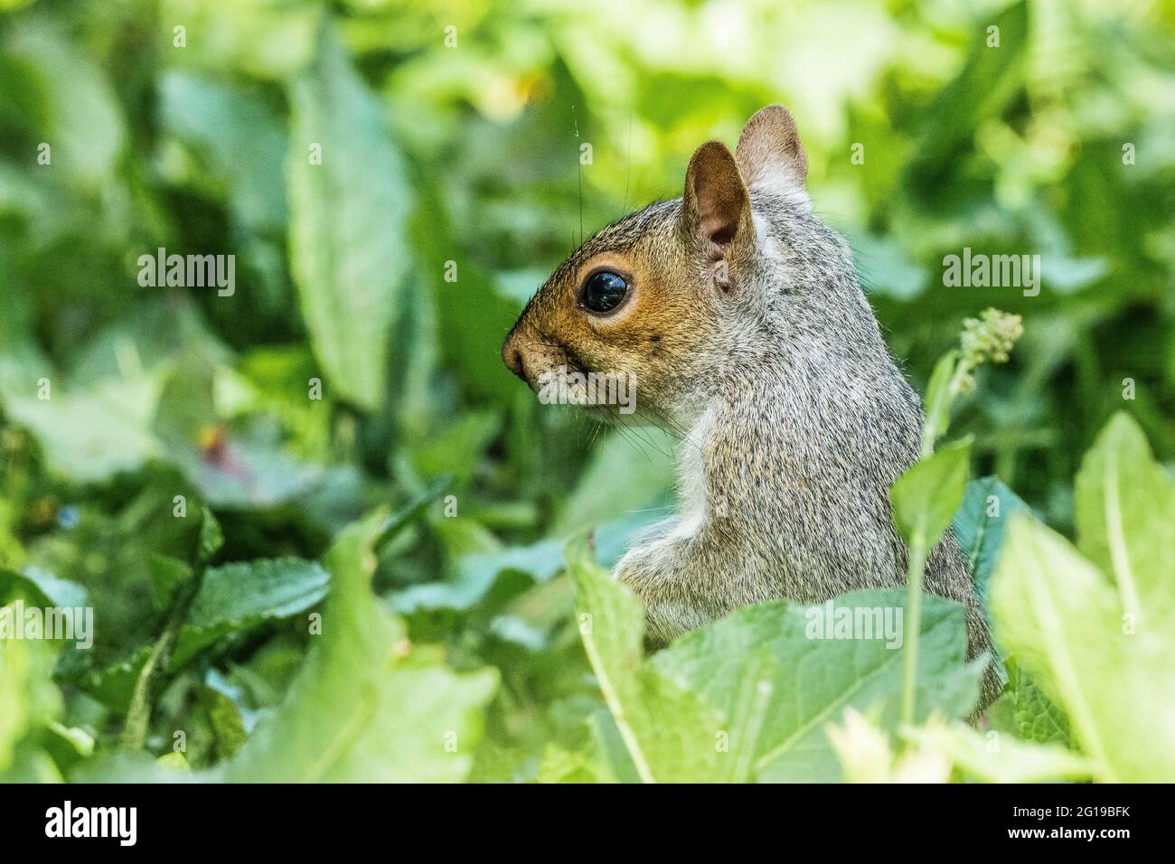 Young squirrel hiding in undergrowth Stock Photo