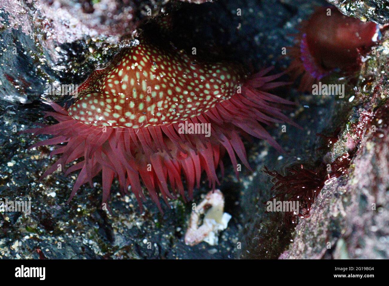 Strawberry Anemone at Portloe Harbour, Cornwall Stock Photo