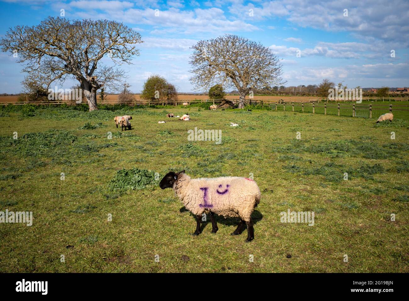 Lambing season Bawdsey Suffolk England Stock Photo