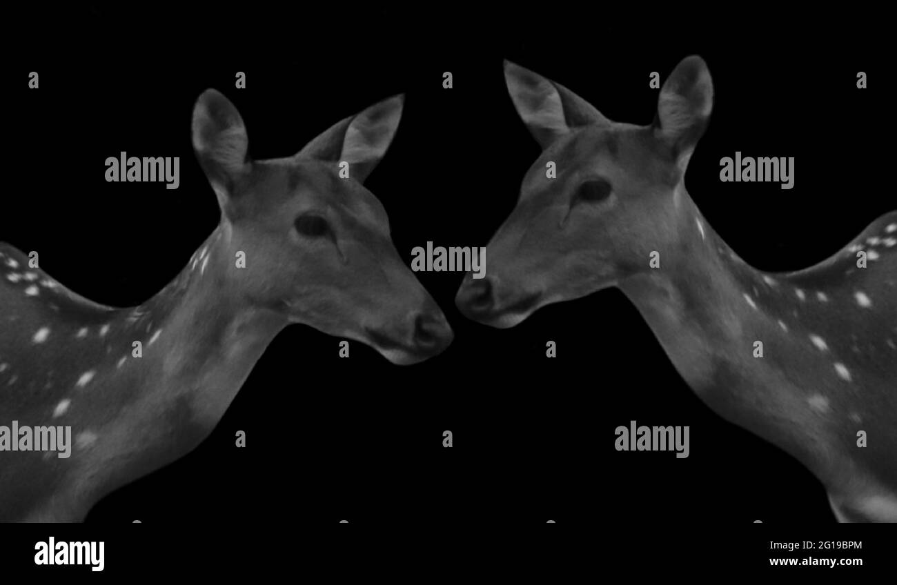 Cute Two Deer Loving Together In The Black Background Stock Photo