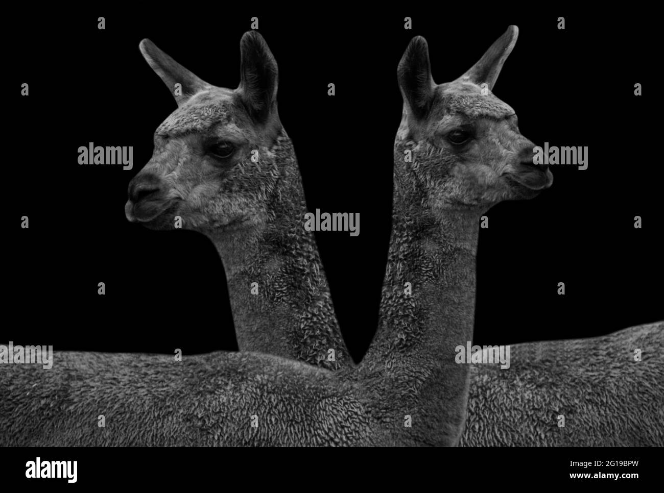 Two Black Alpaca Standing In The Black Background Stock Photo