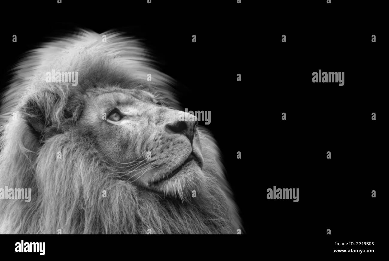 Beautiful Cute Black And White Lion Looking Up In The Black Background  Stock Photo - Alamy