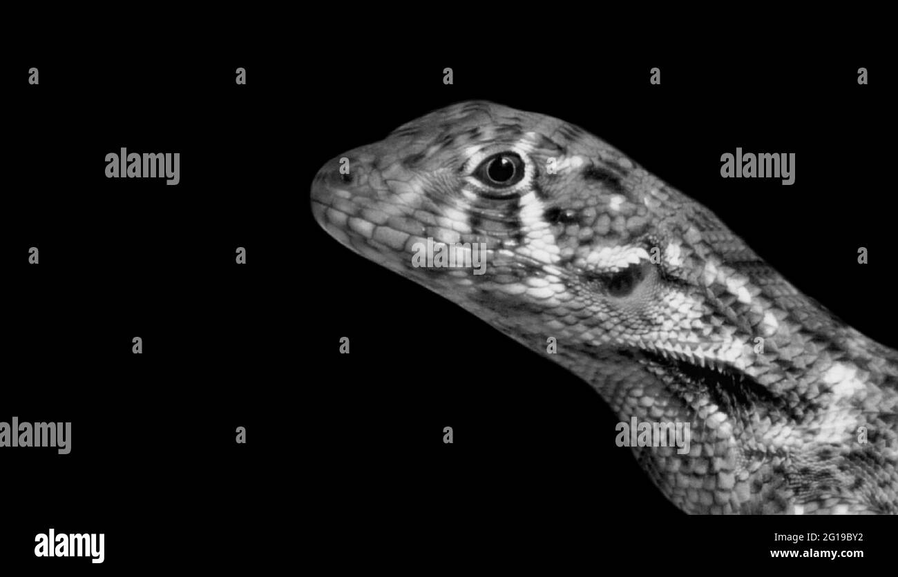 Northern Curly-tailed Lizard Closeup Face Stock Photo