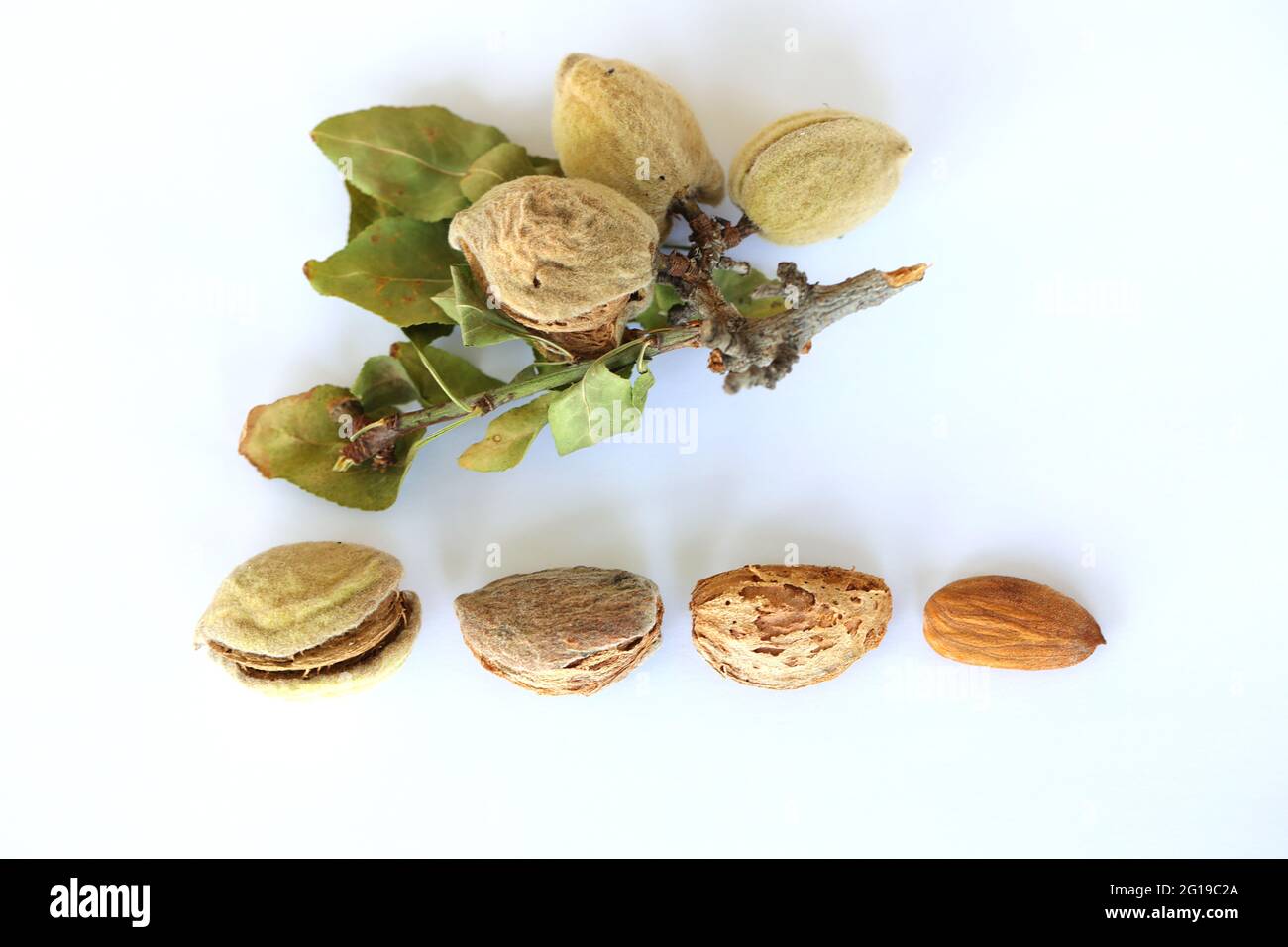 All stages of Almond growth and development.  Stock Photo