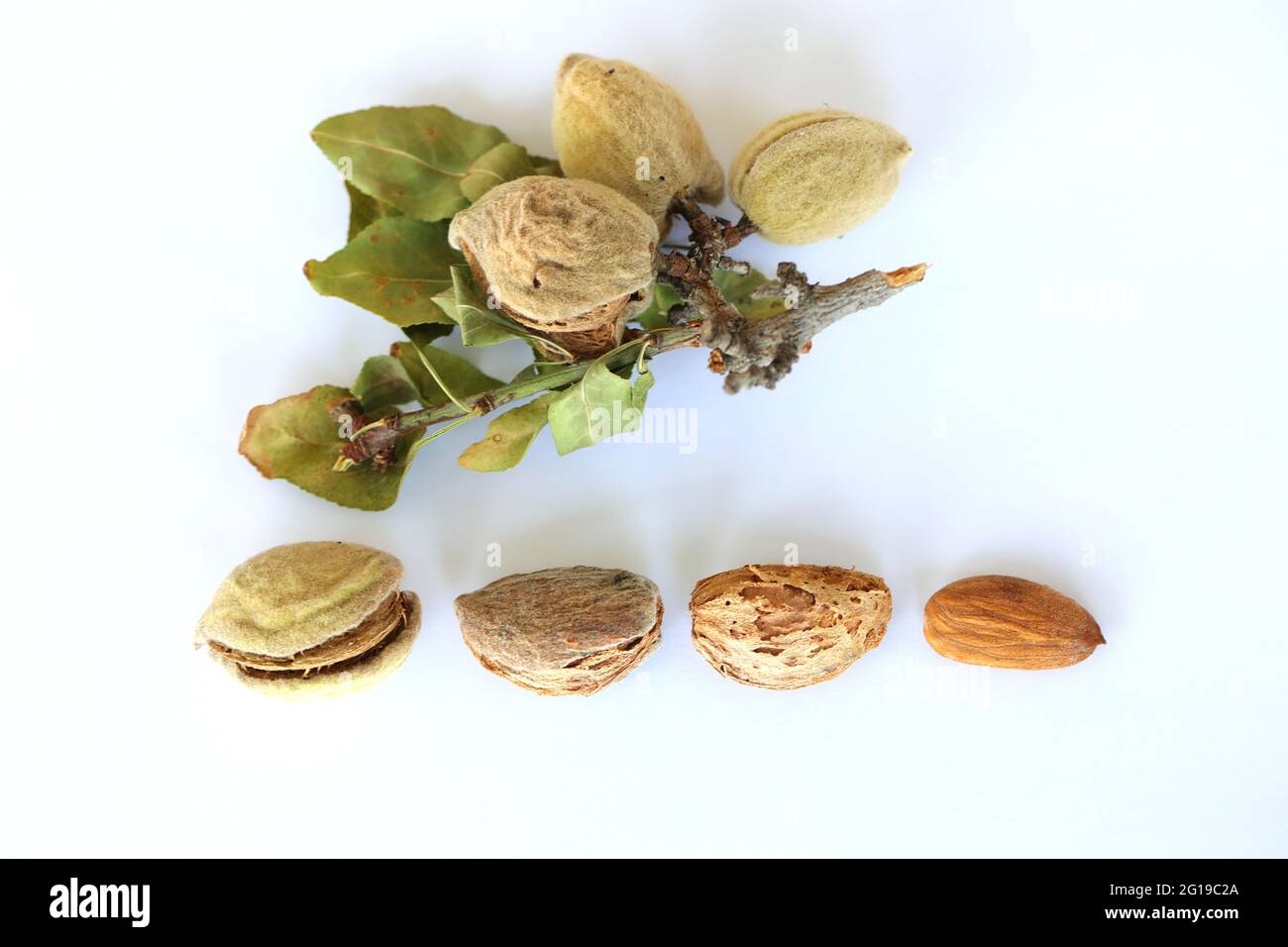 All stages of Almond growth and development Stock Photo Alamy