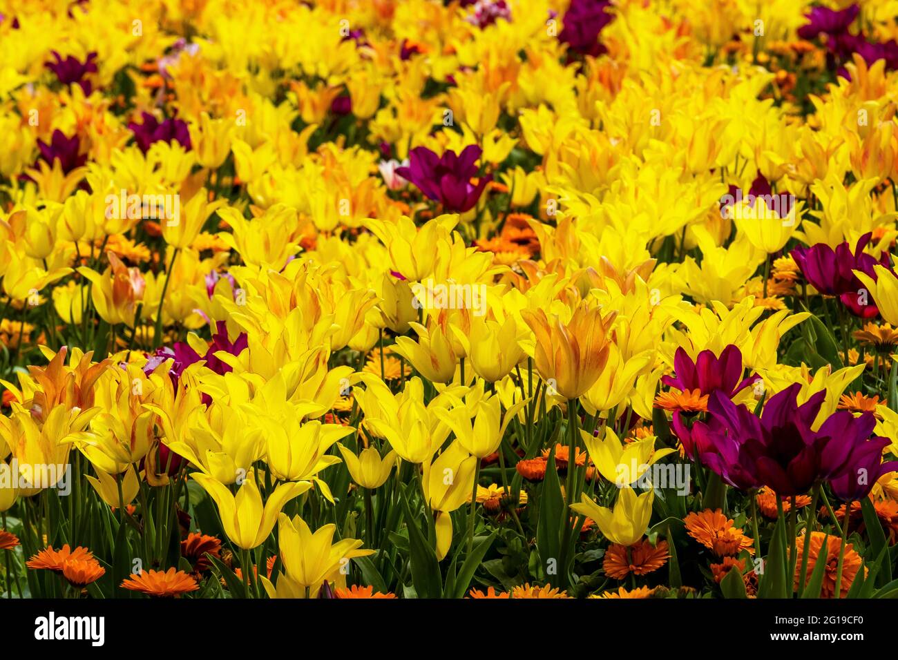 Mass planting of lily-flowered goblet shaped tulips Aladdin in a garden. Stock Photo