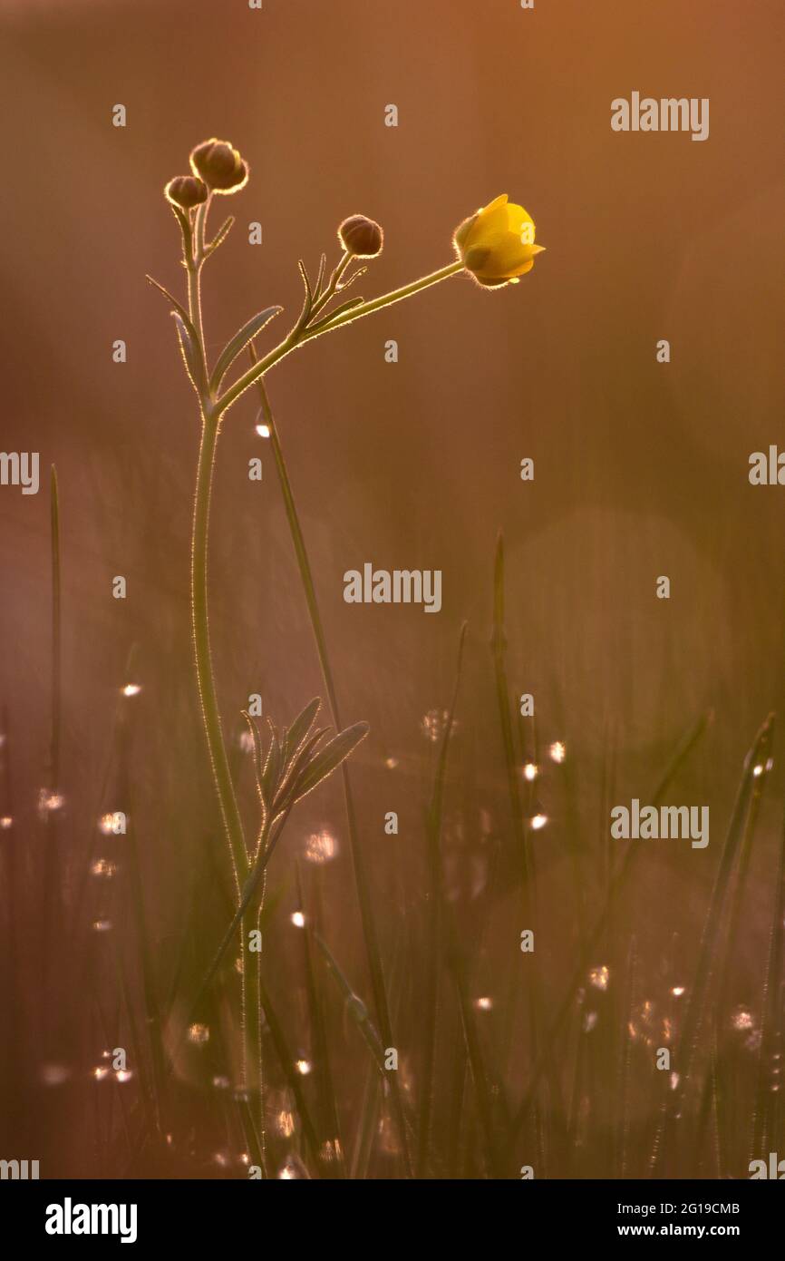 Blooming common buttercup in backlight Stock Photo - Alamy
