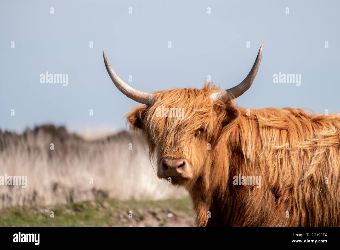 Highland Cow on Dartmoor, Devon, England Stock Photo