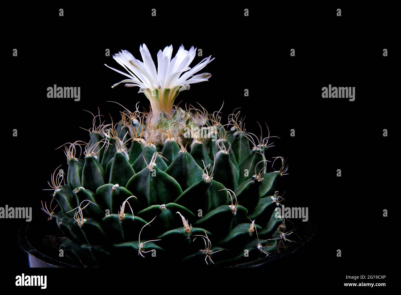 close up Obregonia denegrii or Artichoke Cactus with whtie flower blooming Stock Photo