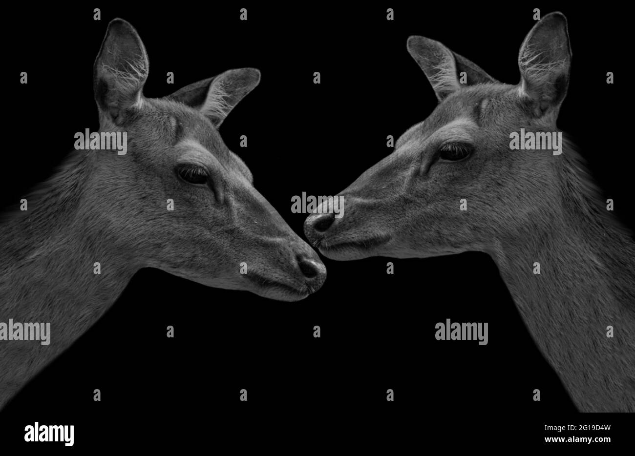 Two Cute Portrait Couple Deer In The Black Background Stock Photo