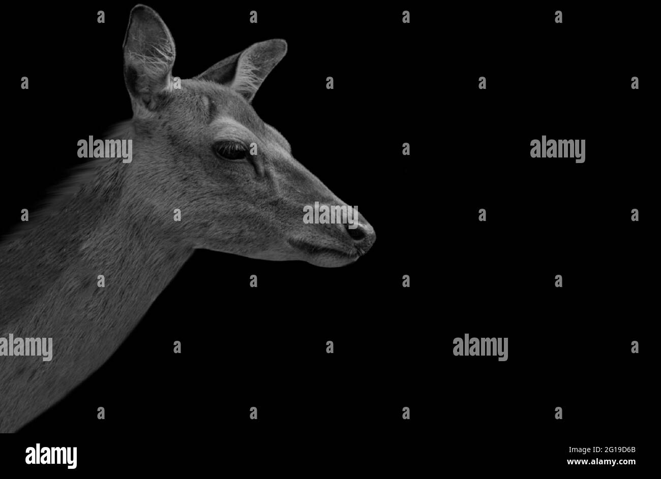 Alone Black And White Deer In Black Background Stock Photo