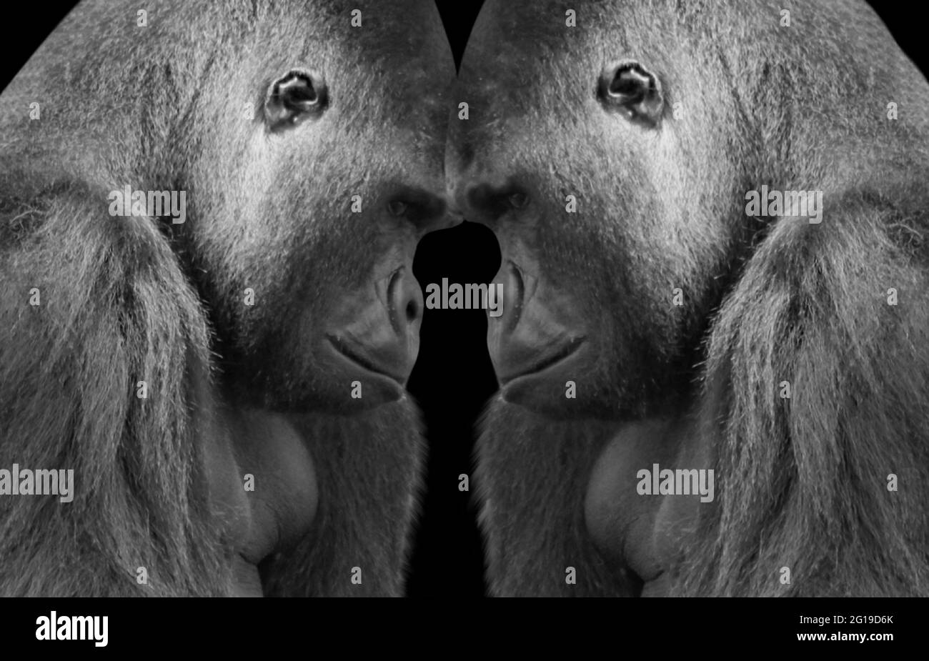 Two Big Gorilla Closeup Face In Black Background Stock Photo