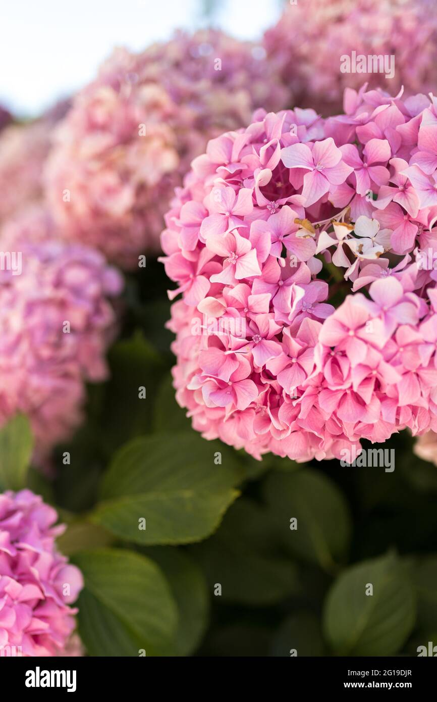 Pink hydrangea shrub blooming in the summer in Turkey Stock Photo