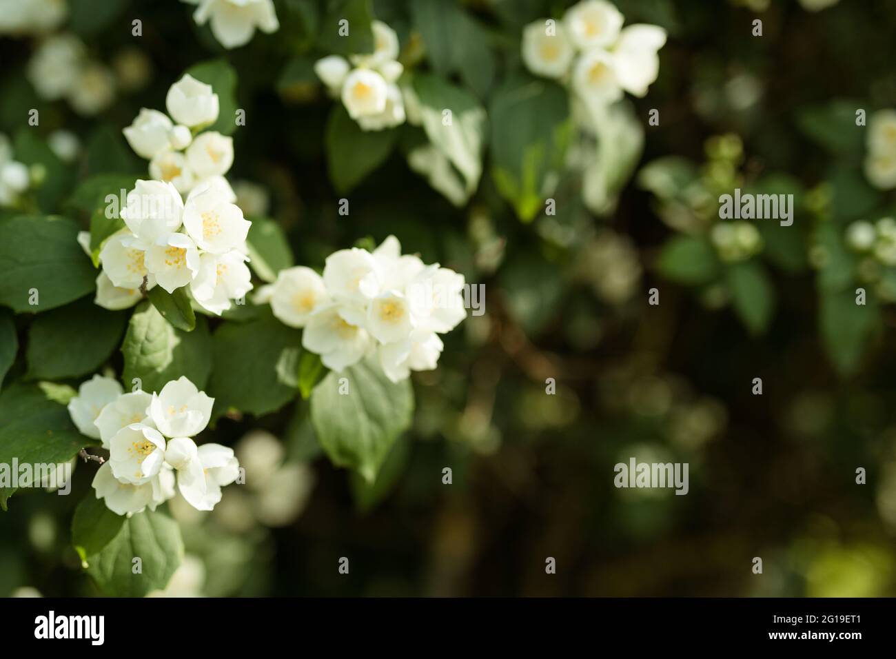 Blooming jasmine bush or shrub in summer Stock Photo