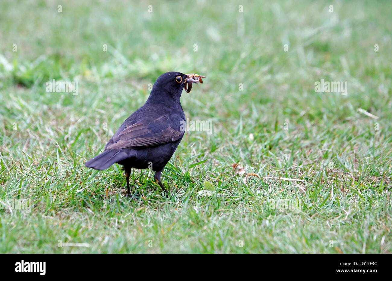 Blackbirds collecting food for their chicks Stock Photo Alamy