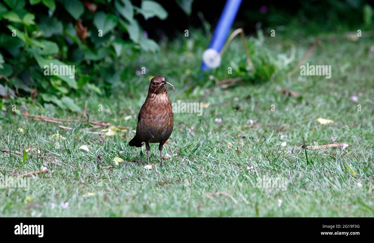 Blackbirds hires stock photography and images Alamy