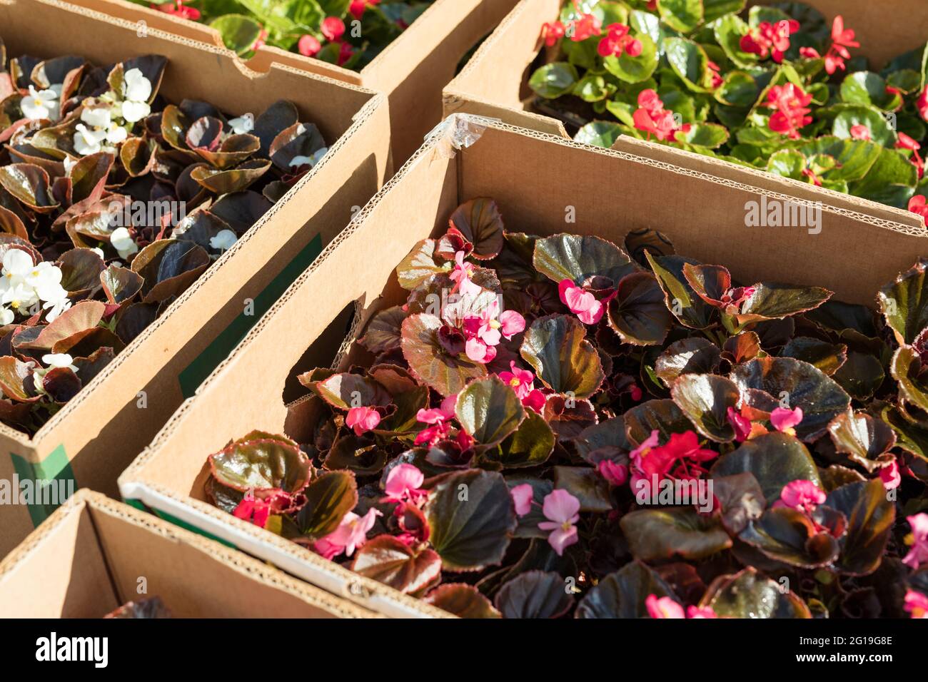 Wax begonia plants put in boxes ready to sell, grown in a nursery Stock Photo