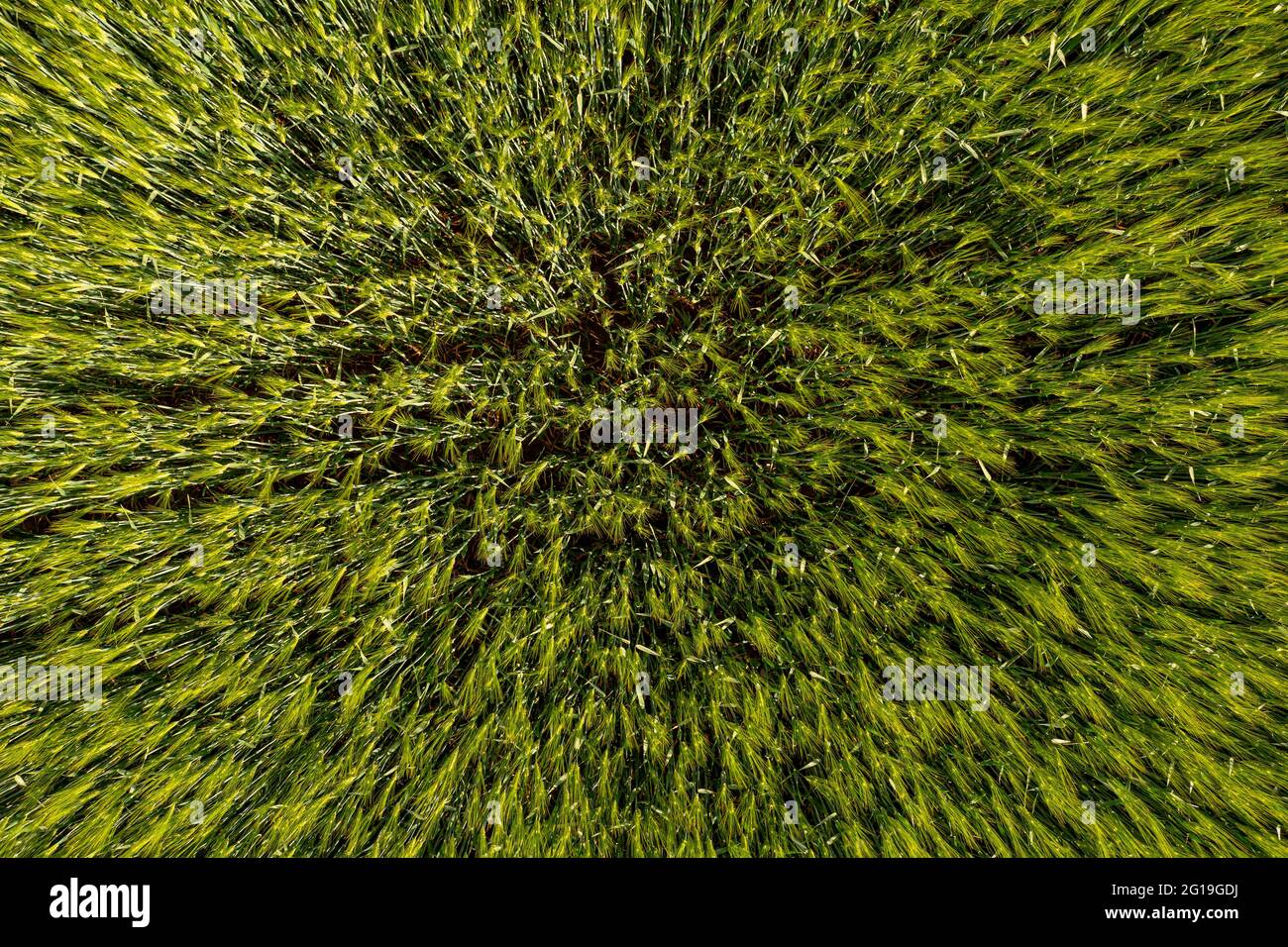 Top view green barley texture hi-res stock photography and images - Alamy