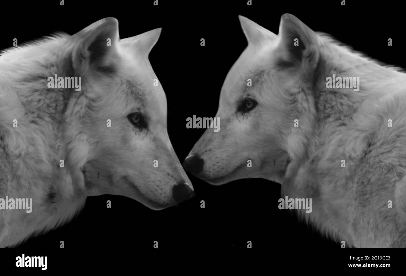 Beautiful Two White Couple Wolf Closeup Face Stock Photo
