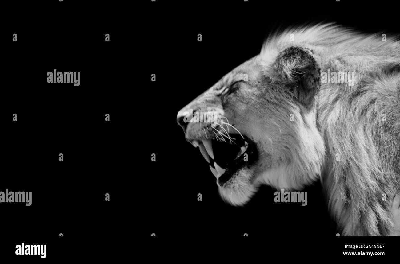 Dangerous Angry Lion Roaring In The Black Background Stock Photo