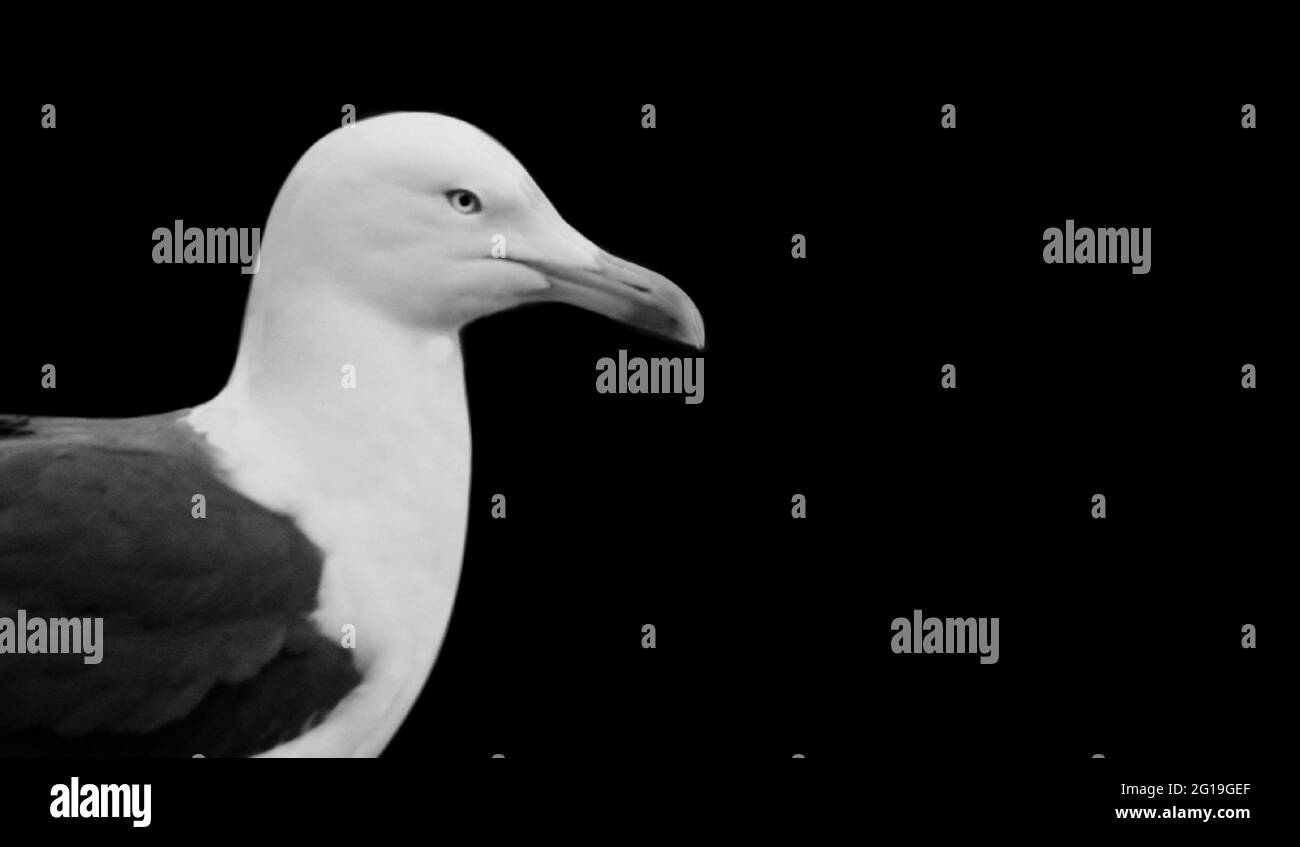 Black And White Seagull Closeup Face Stock Photo