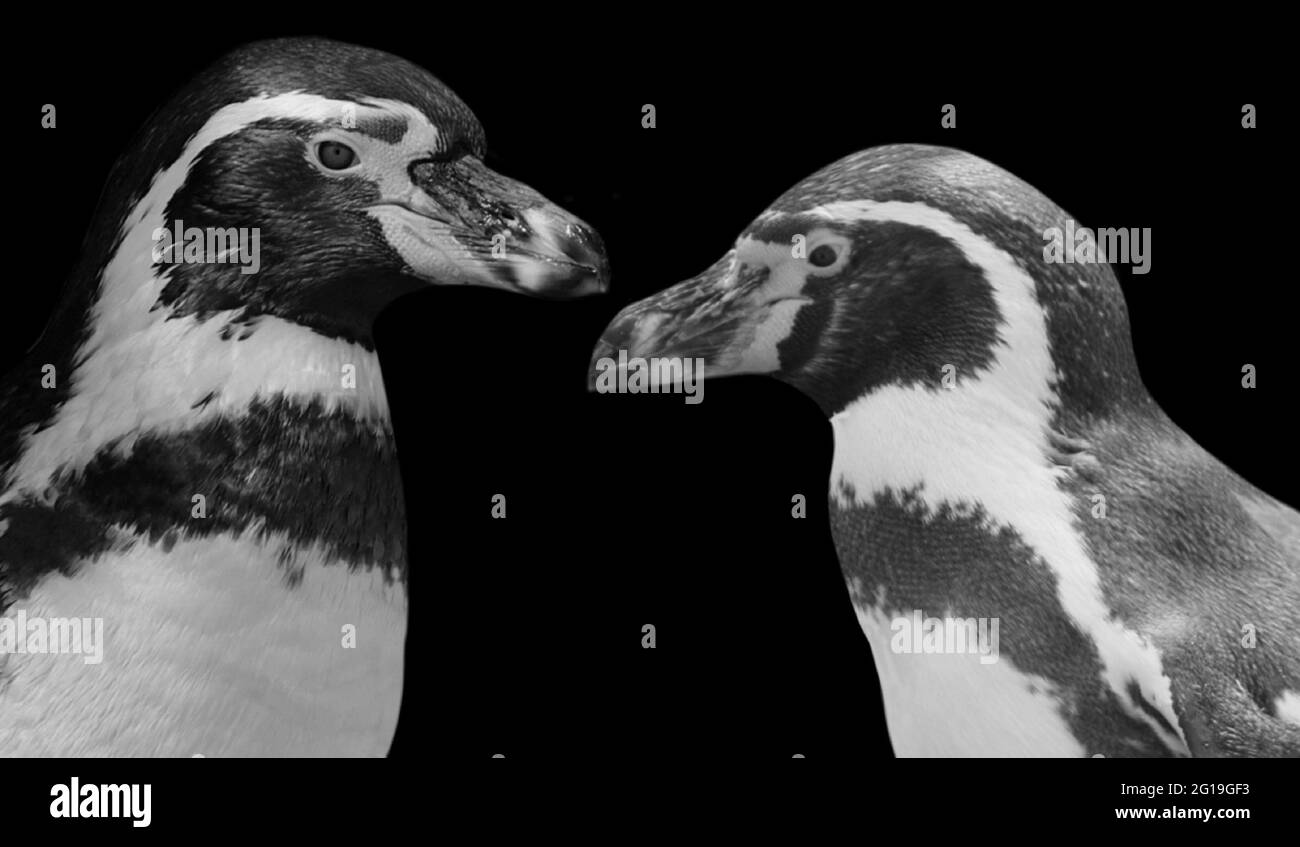 Two Magellanic Penguin Face In The Black Background Stock Photo