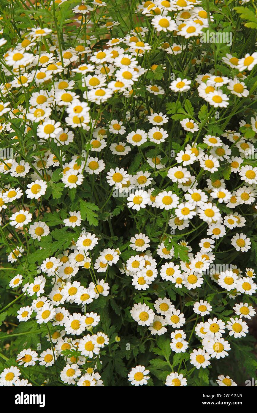 Chamomile. Matricaria chamomilla Stock Photo Alamy