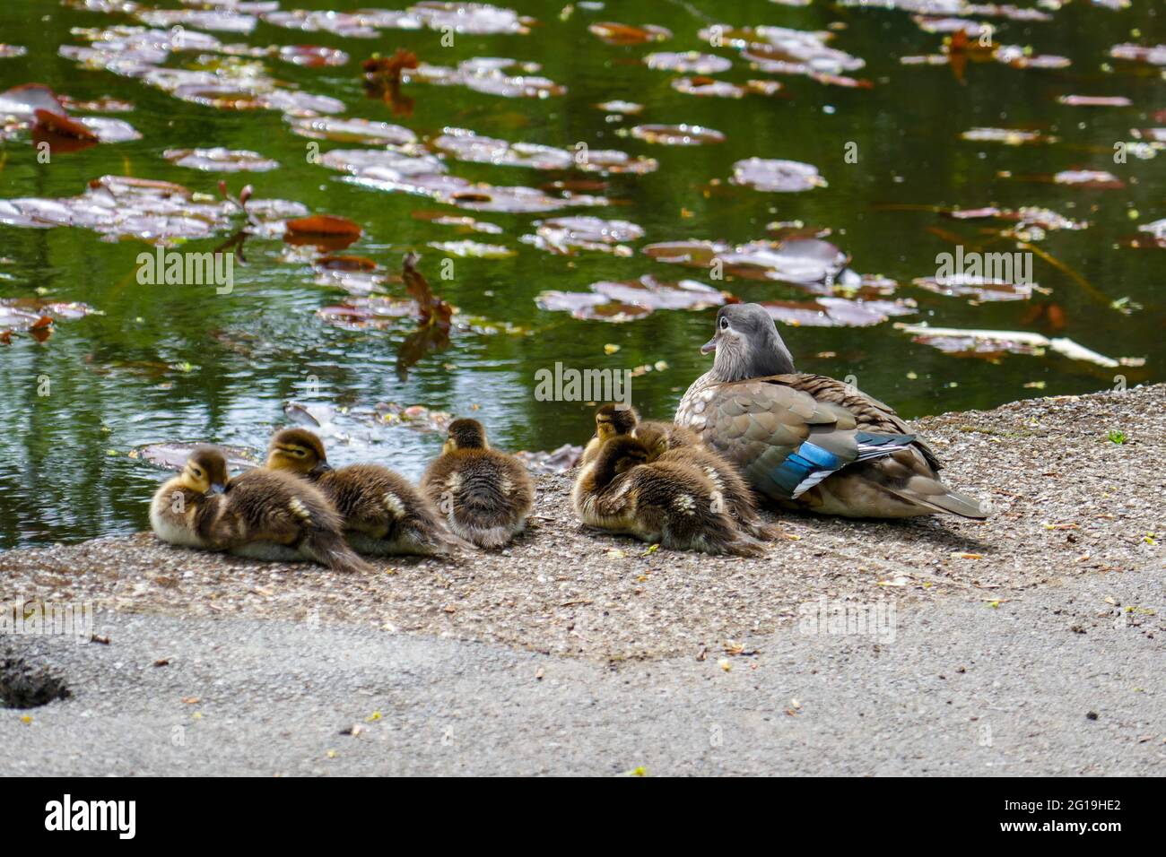 Mandarin duck family, at Wiremill Dam, Summer in Sheffield, South
