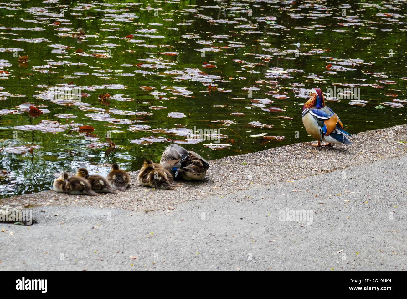 Mandarin duck family, at Wiremill Dam, Summer in Sheffield, South