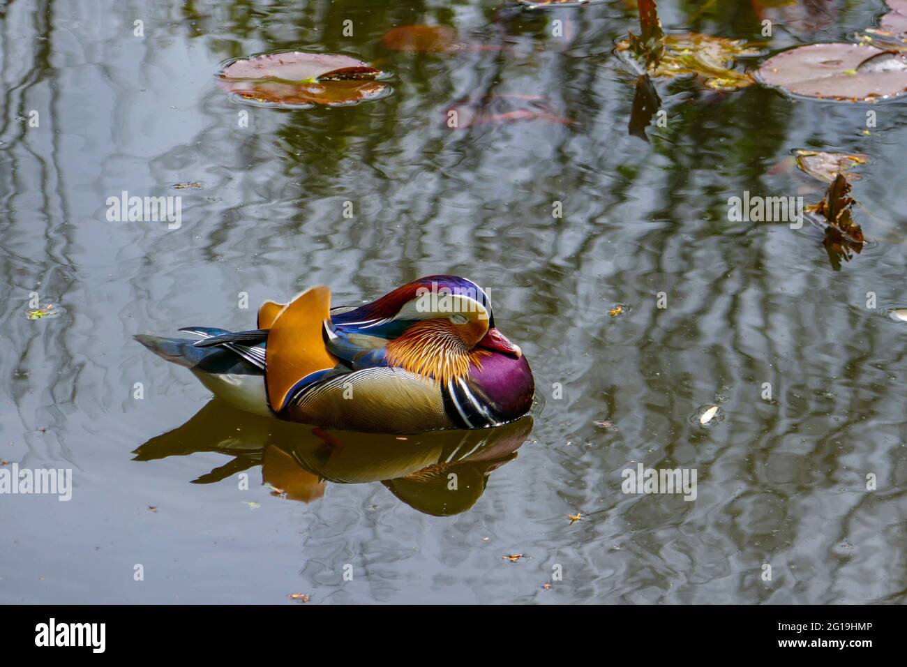 Colourful male Mandarin duck, at Wiremill Dam, Summer in Sheffield