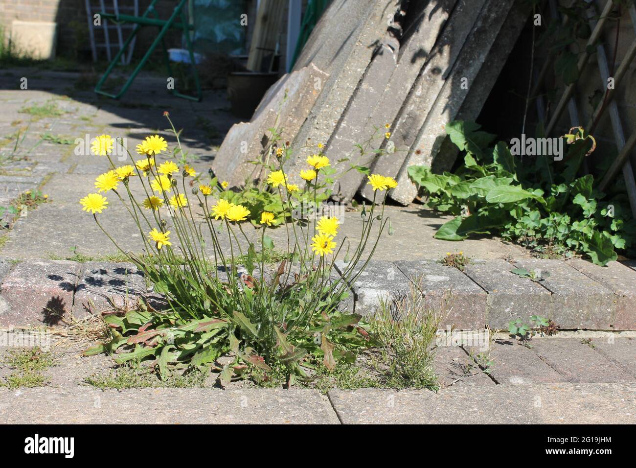 Weeds growing between bricks hi-res stock photography and images - Alamy