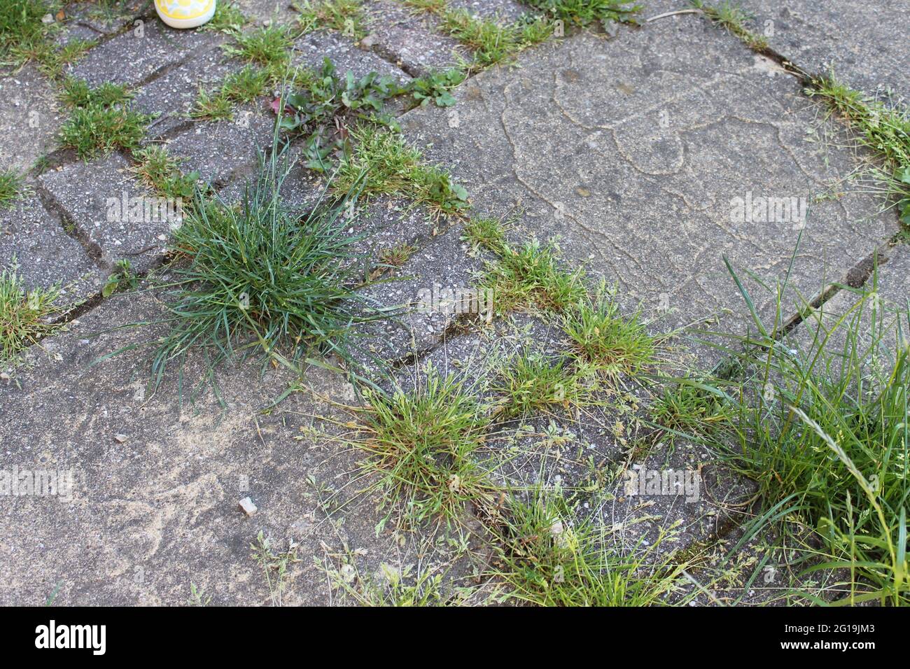 Patio weeds hires stock photography and images Alamy