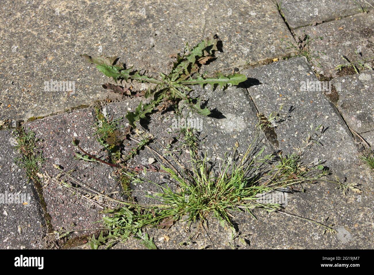 Weeds growing through stone hi-res stock photography and images - Alamy