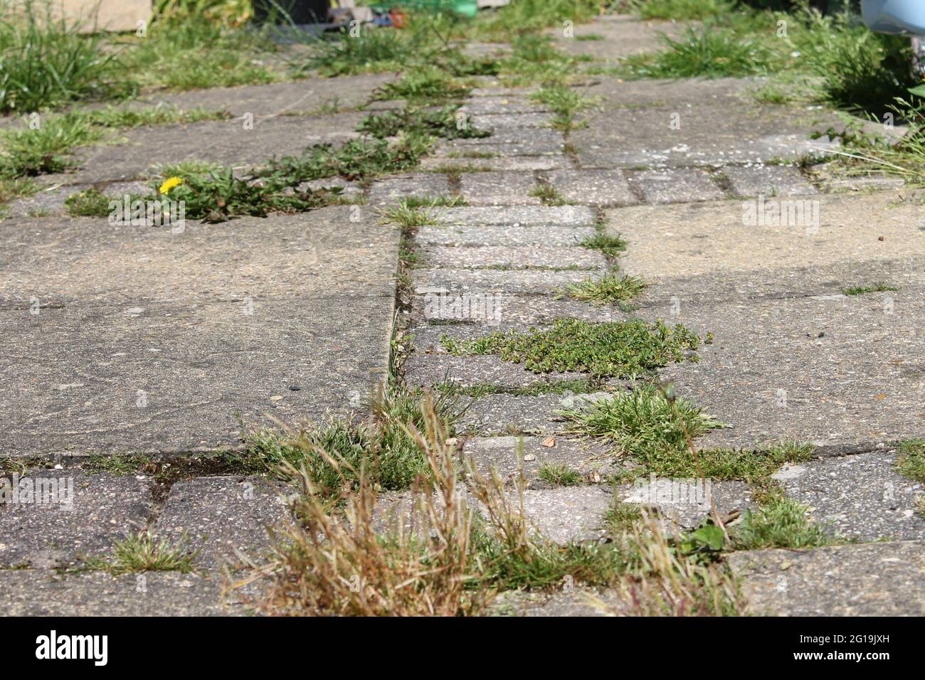Weeds growing through stone hi-res stock photography and images - Alamy