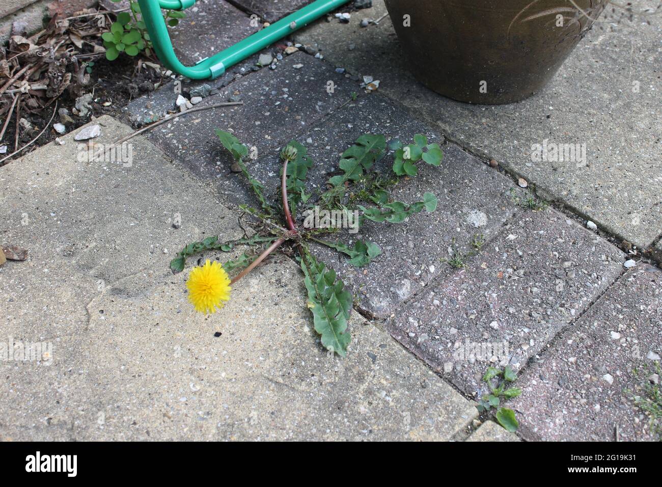 Weeds growing through stone hi-res stock photography and images - Alamy