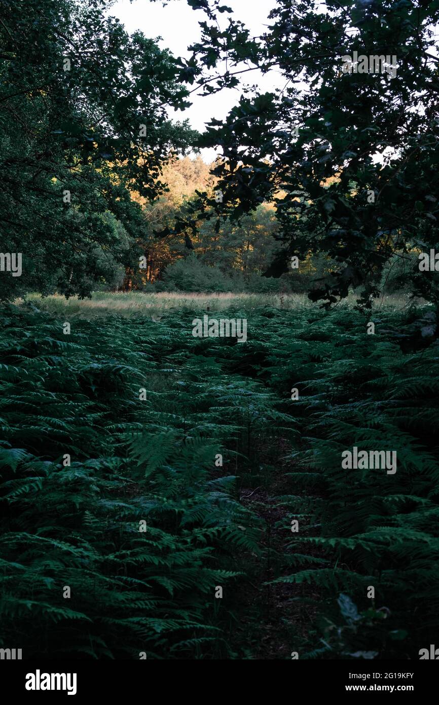 Vertical shot field trees hi-res stock photography and images - Alamy